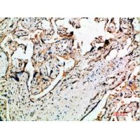 DDT Polyclonal Antibody
