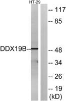 DDX19B Polyclonal Antibody