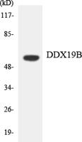 DDX19B Polyclonal Antibody