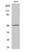 ANKT Polyclonal Antibody