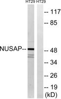 ANKT Polyclonal Antibody