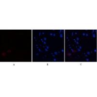 Annexin I Polyclonal Antibody