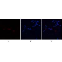 Annexin I Polyclonal Antibody