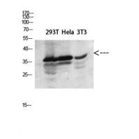 Annexin I Polyclonal Antibody