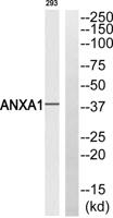 Annexin I Polyclonal Antibody
