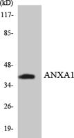 Annexin I Polyclonal Antibody