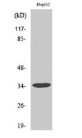 Annexin III Polyclonal Antibody