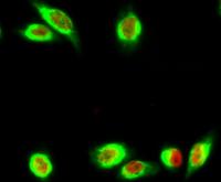 Annexin VI Polyclonal Antibody