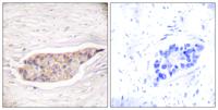 Annexin VI Polyclonal Antibody