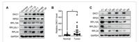 RL22L Polyclonal Antibody