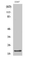 GCG Polyclonal Antibody