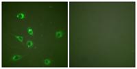 GCG Polyclonal Antibody