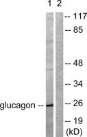 GCG Polyclonal Antibody