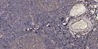 GCG Polyclonal Antibody