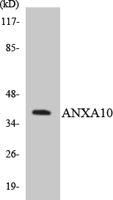 Annexin X Polyclonal Antibody