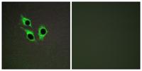 Anoctamin-9 Polyclonal Antibody