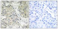 Anoctamin-9 Polyclonal Antibody