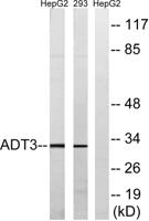 ANT3 Polyclonal Antibody