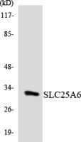 ANT3 Polyclonal Antibody