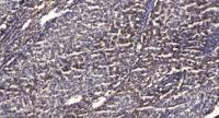 ANT3 Polyclonal Antibody