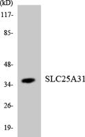 ANT4 Polyclonal Antibody