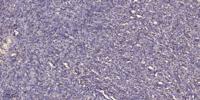 ANT4 Polyclonal Antibody
