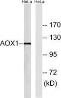 AOX1 Polyclonal Antibody