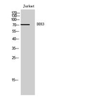 DDX3 Polyclonal Antibody