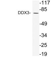 DDX3 Polyclonal Antibody