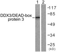 DDX3 Polyclonal Antibody