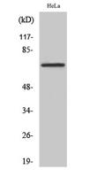 DDX55 Polyclonal Antibody