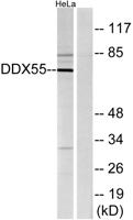 DDX55 Polyclonal Antibody