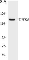 DDX8 Polyclonal Antibody