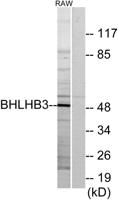 DEC2 Polyclonal Antibody