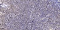 DEC2 Polyclonal Antibody