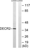 DECR2 Polyclonal Antibody