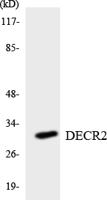 DECR2 Polyclonal Antibody