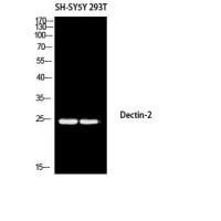 Dectin-2 Polyclonal Antibody
