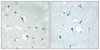 DEF-3 Polyclonal Antibody