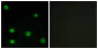 DEF-3 Polyclonal Antibody