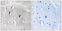 DEF-3 Polyclonal Antibody