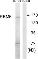 DEF-3 Polyclonal Antibody