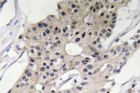 Defensin α1 Polyclonal Antibody