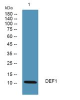 Defensin α1 Polyclonal Antibody