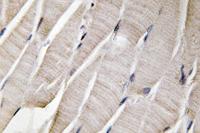 Defensin α3 Polyclonal Antibody