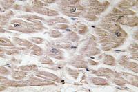 Defensin α4 Polyclonal Antibody