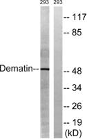 Dematin Polyclonal Antibody