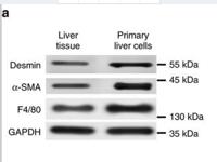 Desmin Polyclonal Antibody