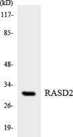 Dexras2 Polyclonal Antibody
