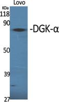 DGK-α Polyclonal Antibody